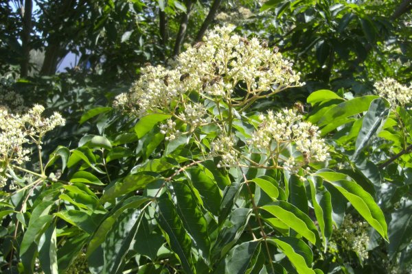 Excursion Imkerei Selzer, 