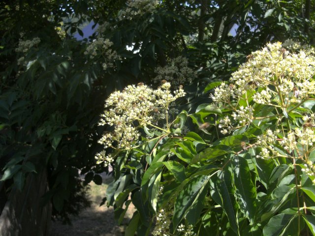 Exkursion Imkerei Selzer, 11.07.2015