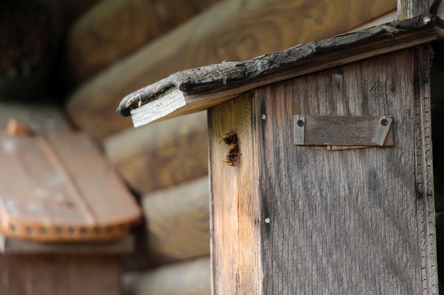 Exkursion Imkerei Selzer, 11.07.2015