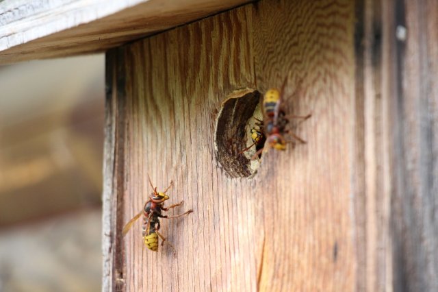 Exkursion Imkerei Selzer, 11.07.2015