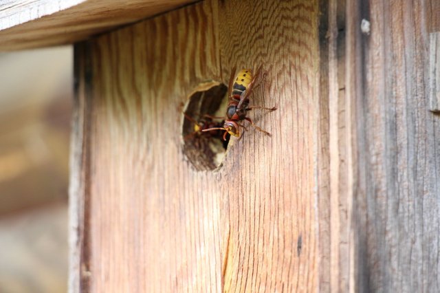 Exkursion Imkerei Selzer, 11.07.2015