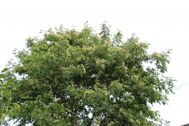 Exkursion Imkerei Selzer, 11.07.2015