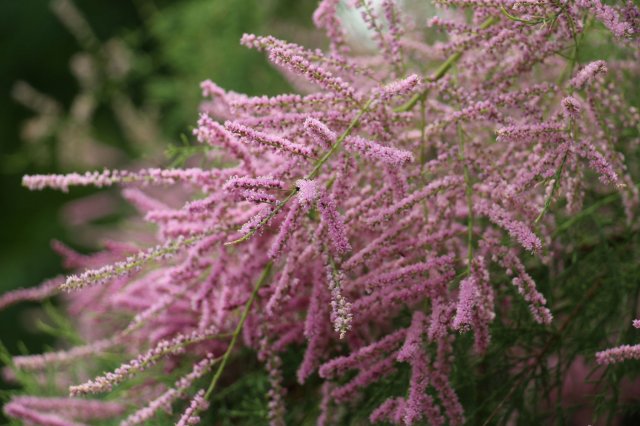 Exkursion Imkerei Selzer, 11.07.2015