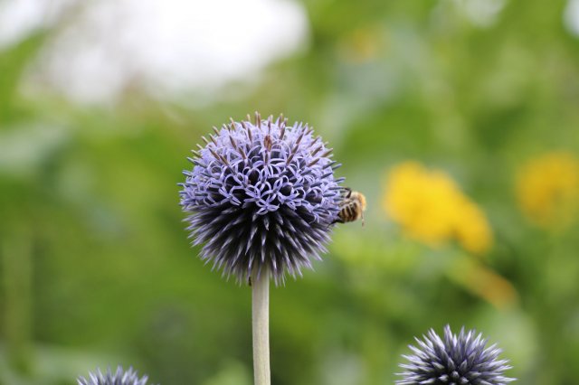 Exkursion Imkerei Selzer, 11.07.2015