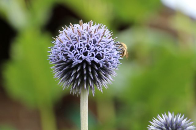 Exkursion Imkerei Selzer, 11.07.2015