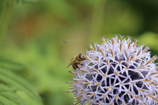 Exkursion Imkerei Selzer, 11.07.2015