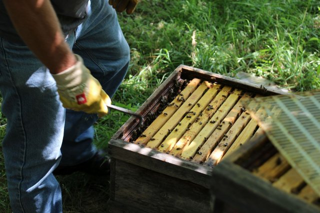 Exkursion Imkerei Selzer, 11.07.2015