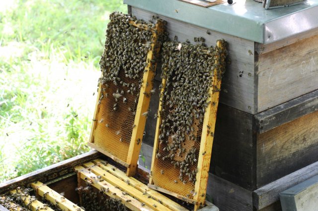 Exkursion Imkerei Selzer, 11.07.2015