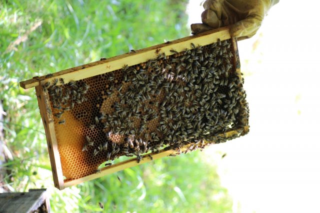 Excursion Imkerei Selzer, 