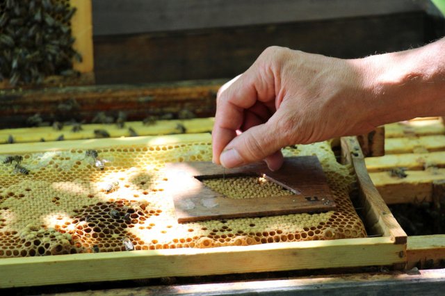 Exkursion Imkerei Selzer, 11.07.2015