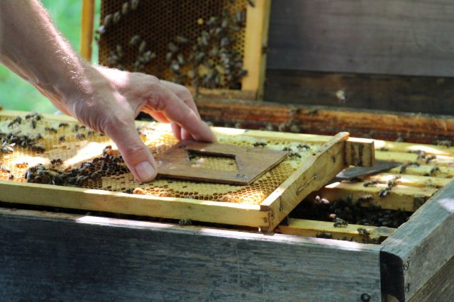 Excursion Imkerei Selzer, 