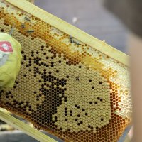 Excursion Imkerei Selzer, 